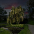 Zone 1: Weeping Willow